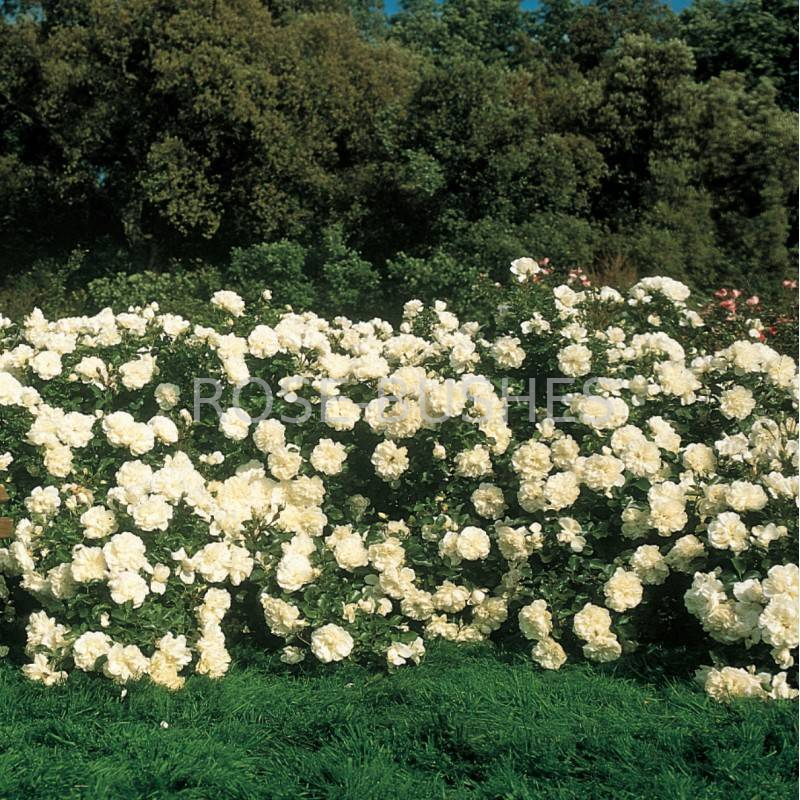 ����� ����������. Blanc Meillandecor. (��)